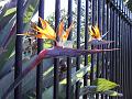 Bird of paradise, Royal Botanic Gardens IMGP4228